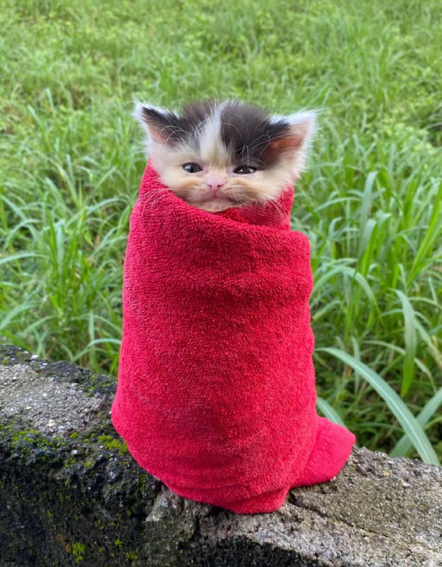 Шовiрма :3