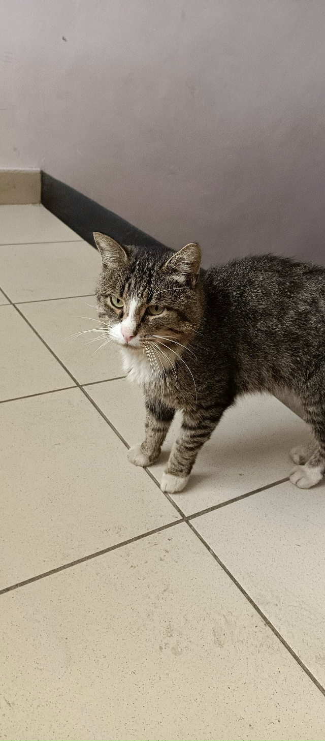 Кто потерял!!! Коммунаров 35е последний подъезд.