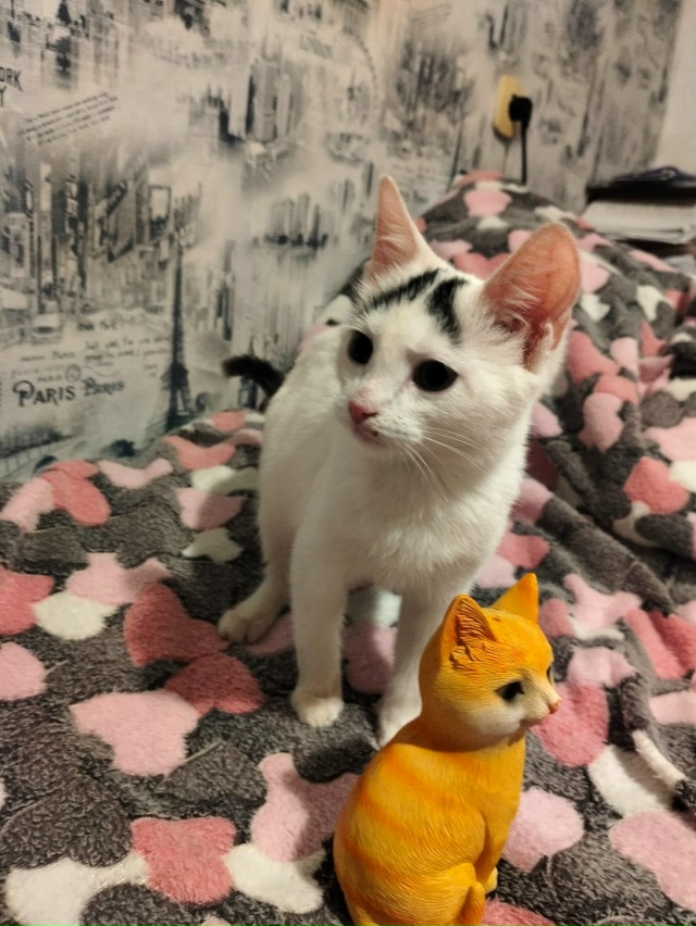 Лен., обл., г.Кировск
Малыш Беляш ищет дом, был найден в п...