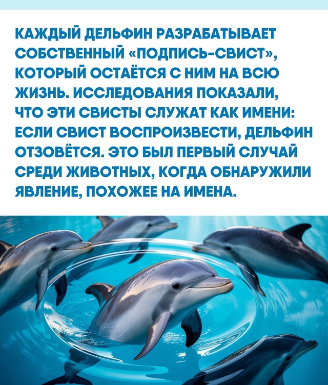 То, как дельфины выбирают и используют свои звуковые «?...