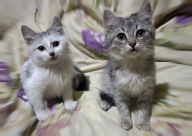 Отдам котят в добрые руки. Два мальчика, на вид месяца т...