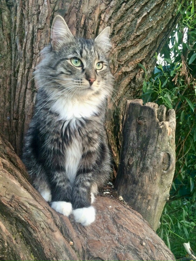 03.10. ПРОПАЛ взрослый кот в конце улицы Северной (частны?...