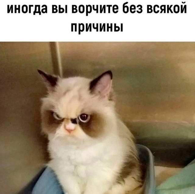 Я точно в душе кот