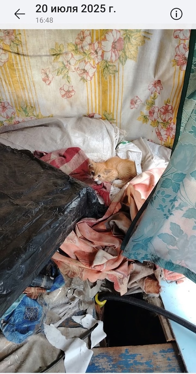 🙌Крик о помощи🐯 Опасность 🧨
Люди добрые! Заберите, к...