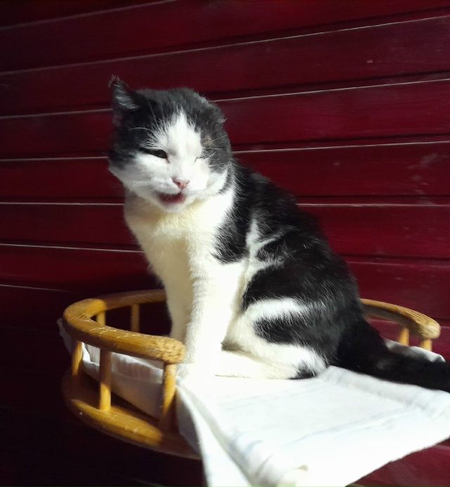 КОТИК ?‍⬛ ПИРАТ, ищет дом ? для пмж❗️
Он многое чув...