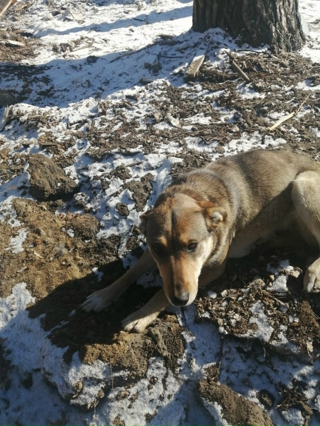 Помогите найти собаку. Пропала 08.10.2025 г. Возле церкви св...