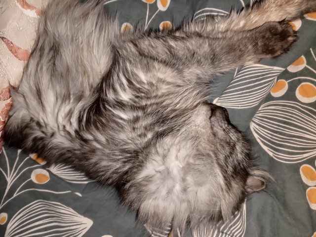 Пропал кот, в конце сентября ушел из дома и не вернулся,...