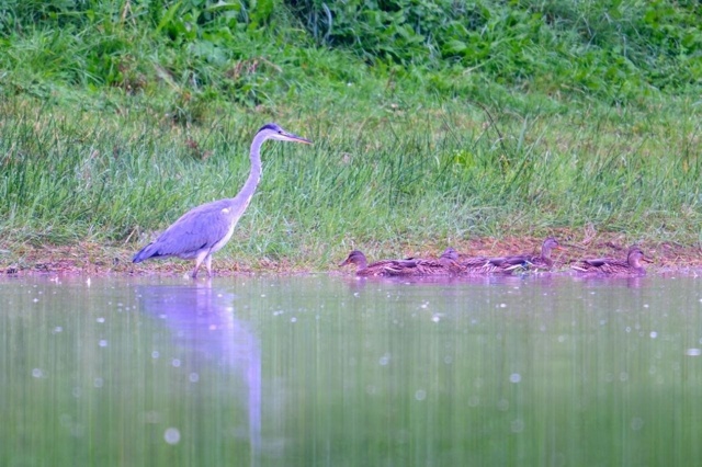 Когда залетел за легким осенним завтраком, на обновлен...