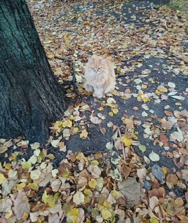Очень ласковый кот, уже длительное время сидит на улиц?...