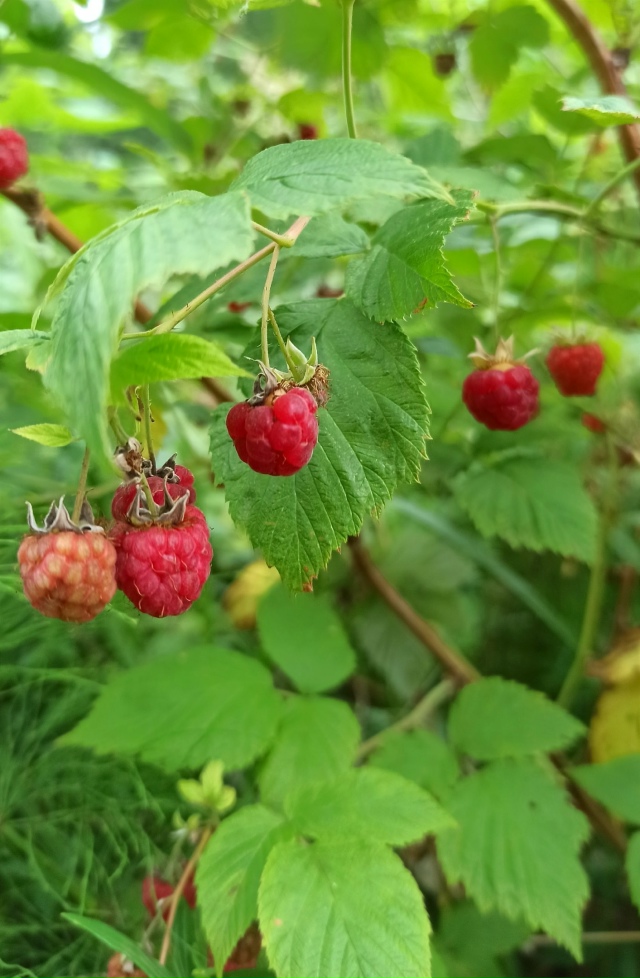 Ηa пpиpoдe в бepeзнякaх. 🤗🌳🐾🐿🍓🌿🌺