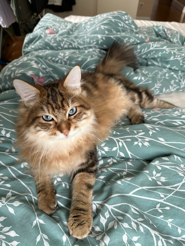 Феликс.
От него отказались, мы забрали)
8 месяцев, а он у...