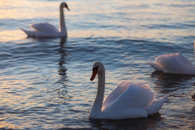 Лебединое утро!
29.10.2025
Евпатория ❤ Набережная им. Тер...