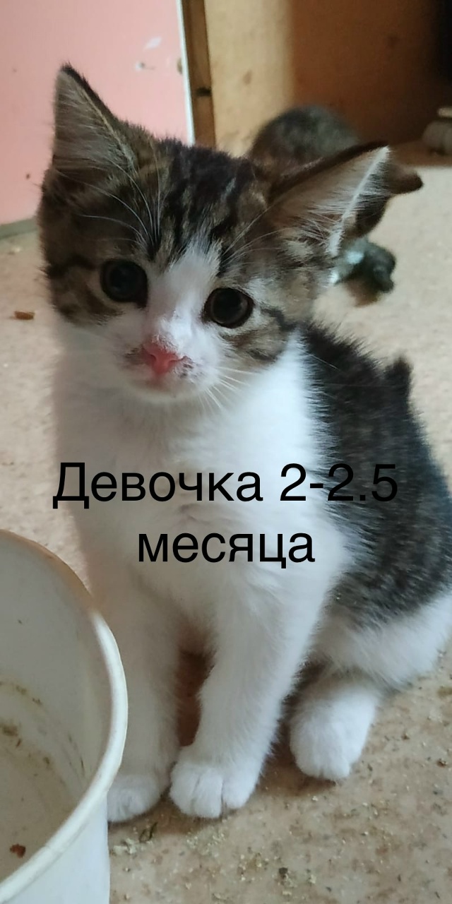 Кировск 🆘.
Срочно нужен дом котятам.
Они все разные, но...