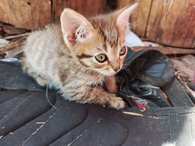 Котятки ищут любящую семью)
Все умнички)