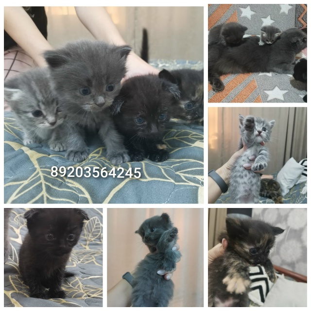 Котята бесплатно. 1мес. Черный вислоухий мальчик. Остал...