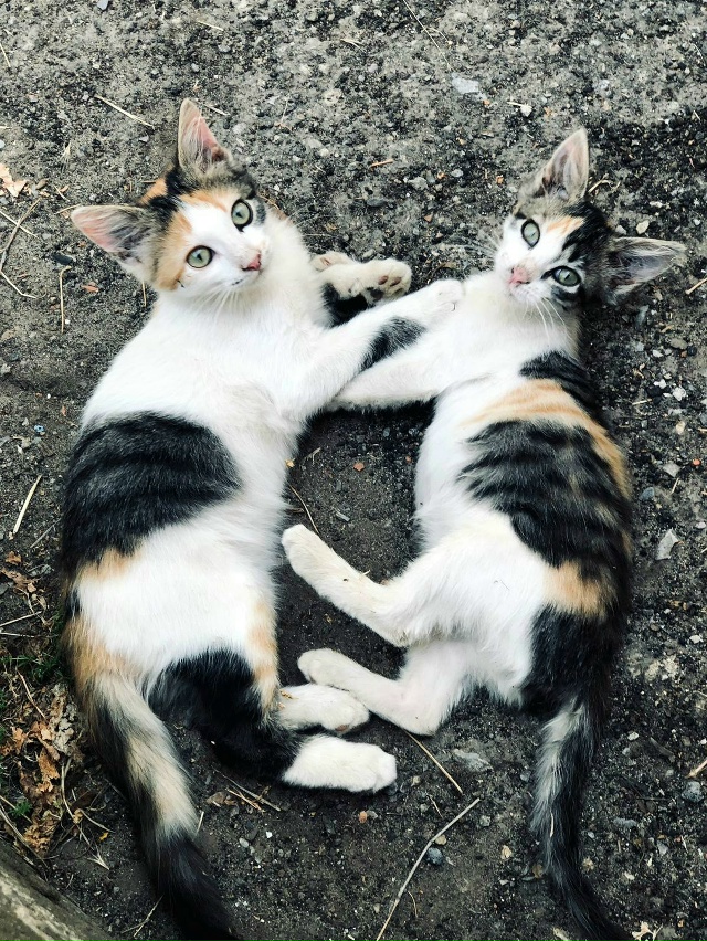 Малышки Варя и Клёпа (Клеопатра) в поисках семьи!
Неим?...