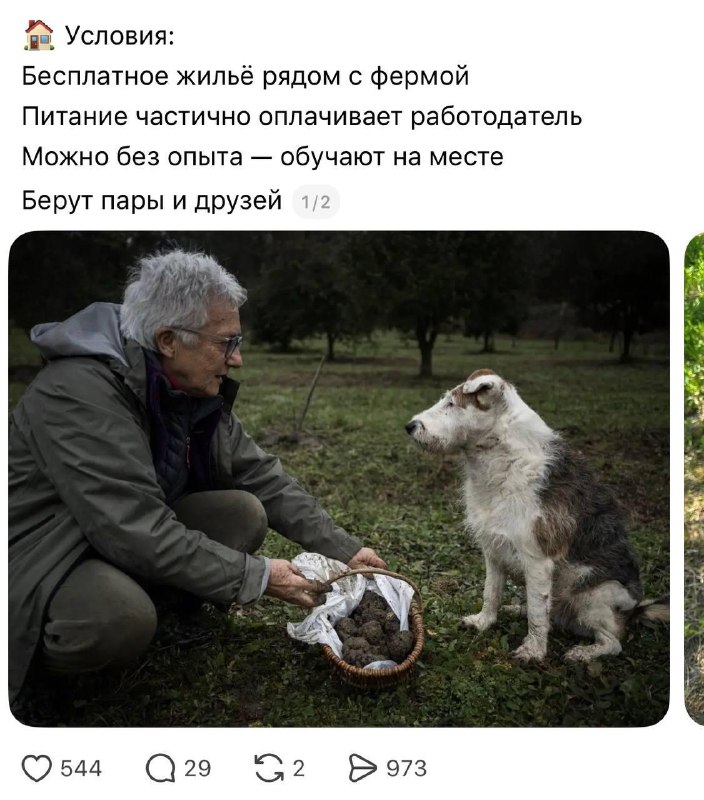 В Италии ищут грибников с зарплатой около 300 тысяч рублей в месяц.
Работникам предстоит вместе со