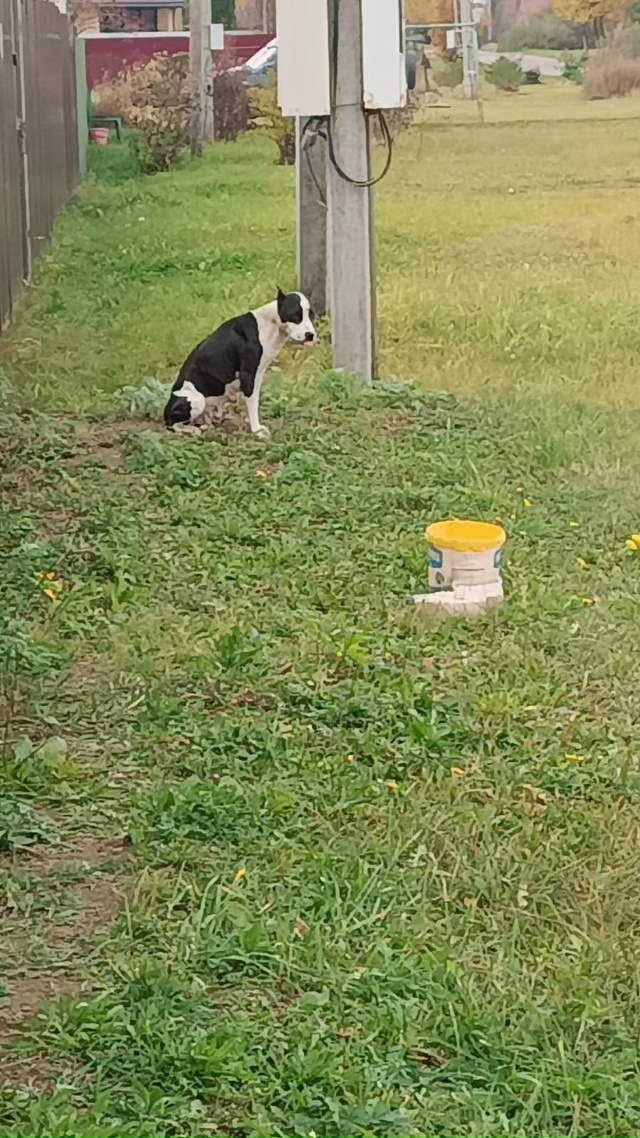 Помогите пожалуйста найти старый дом или новый для дев...