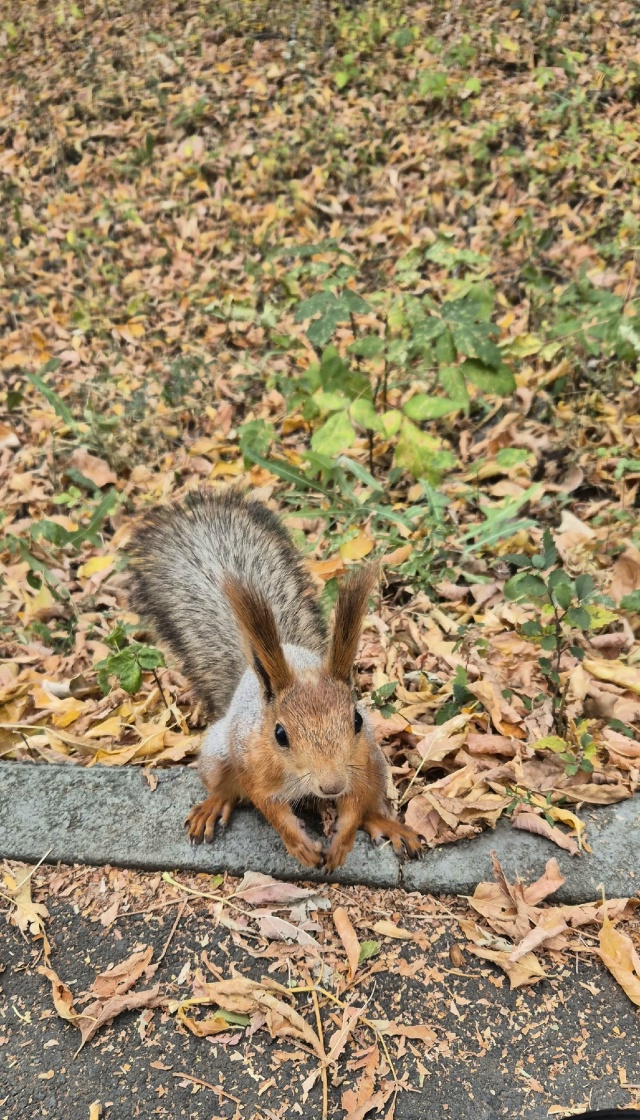 🐿🐿🐿 Белочки-красотки в парке Строителей 🍂🍂🍂
Фот...