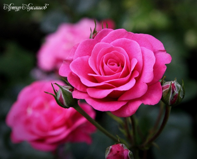 Петергоф. Сад Фермерского дворца. Лето-2025.
Фото и комм...