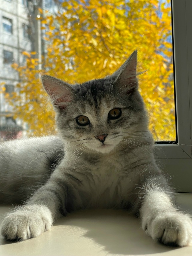 Пропала кошка-котенок, ул. Пионерская 1/20, 3 подьезд, выб?...