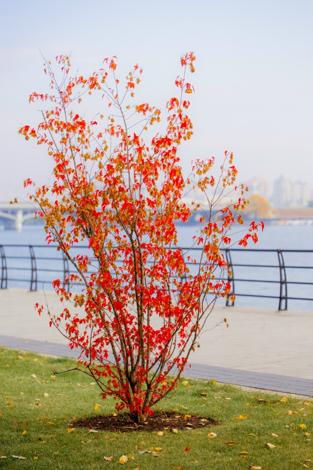 Осенний Воронеж прямо сейчас🍂🍁