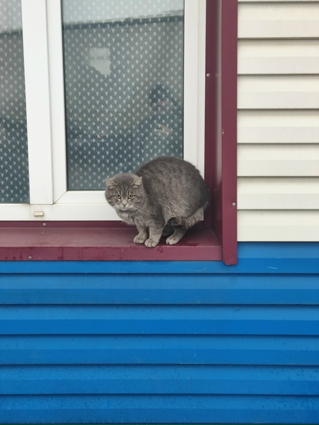 #мявстерская
Морозновое
Борис