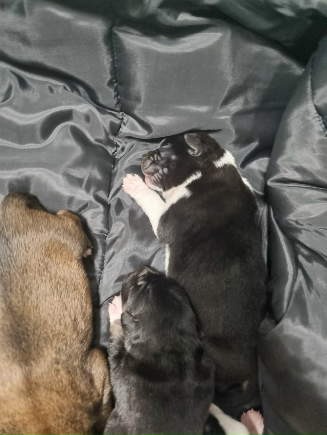 SOS!!!!
ПОМОГИТЕ!!!
Собака дворовая на Арбате , ощенила на у...