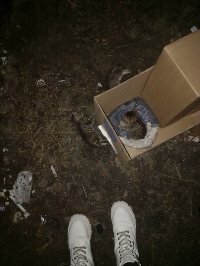 Люди вы чо как звери то
Что за отношение к животным 🤦
?...