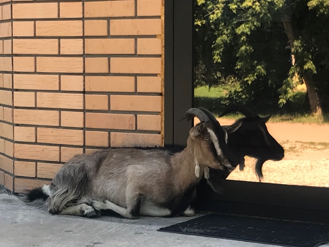 Здравствуйте. Выложите пожалуйста пост.
Найдена коза/?...