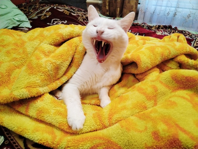 Ну дайте поспать!!!