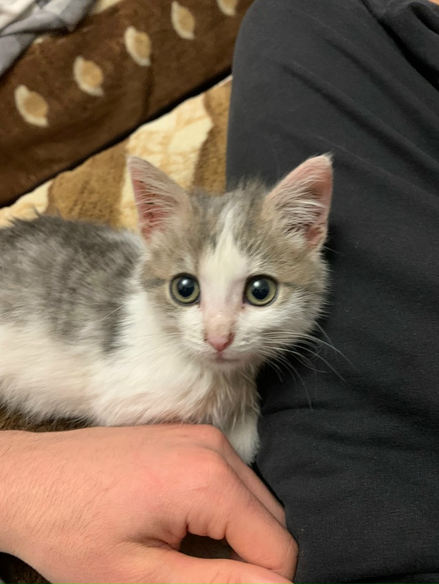 Отдаем в руки котенка,кошечка ласковая ,игривая ,любоп?...