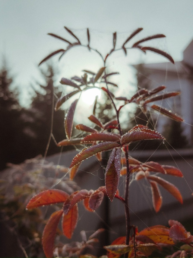 У Т Р Е Н Н И Е 🍂
#Мобильнаяфотография Huawei P60 Pro