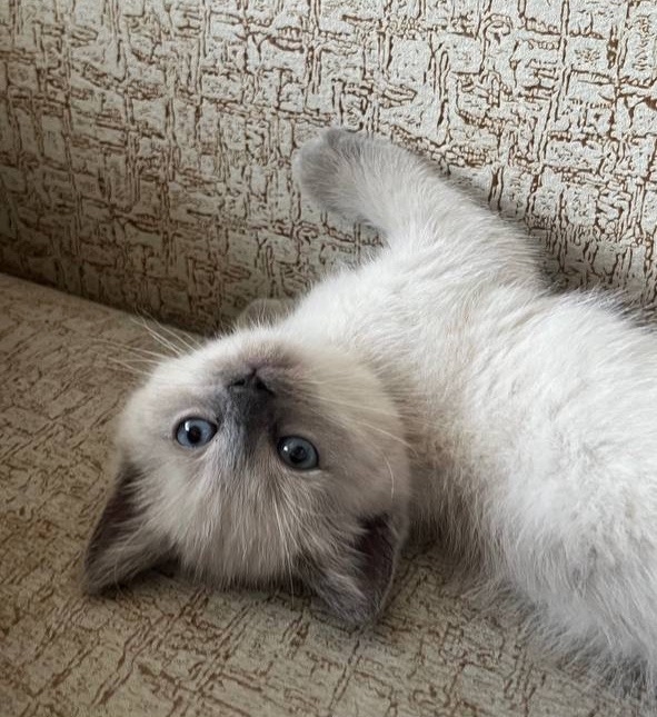 ?Лорд?
мой маленький , но уже большой хищник