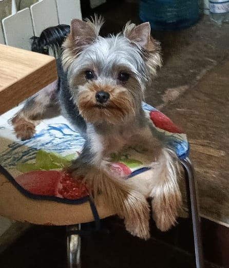 Сбежал любимец семьи. Зовут Кекс. Может кто нибудь увид...