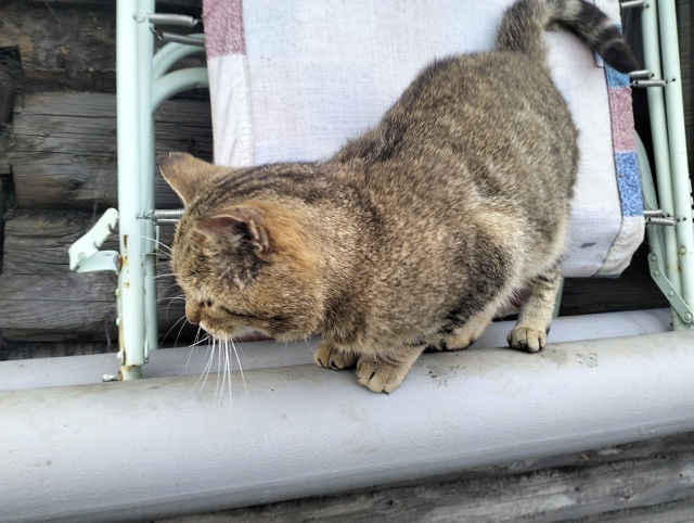 Добрый день. Около Красно белого на Бебеля прибился ко?...