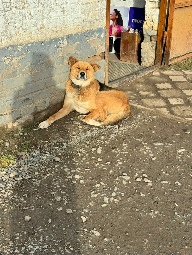 🆘 Чей пес потерялся ?
или опять стал не нужным
Практич?...