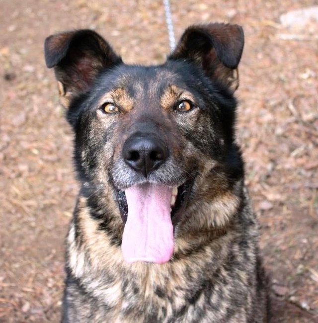 Ищем хороших хозяев для Рокки
Кобель.
Метис овчарки.
В?...