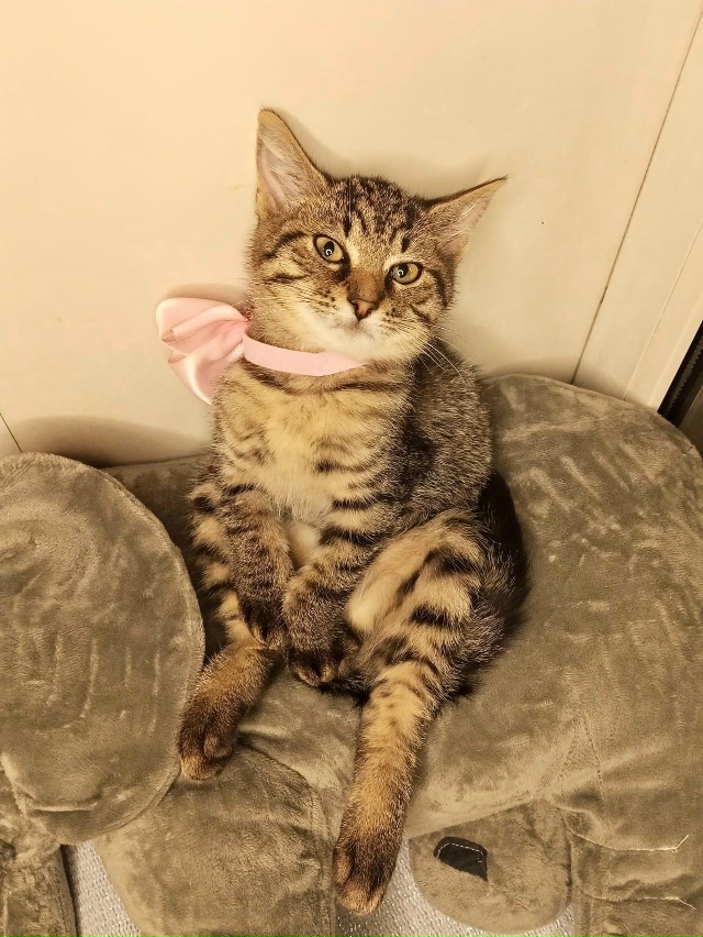 Спб и Лен.обл
🏡ЗОЯ и ЛОЛА в поиске семьи
Малышкам 3 мес,...