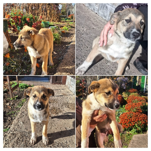 Отдаём в добрые руки игривую девочку, 3 месяца, мама сре...