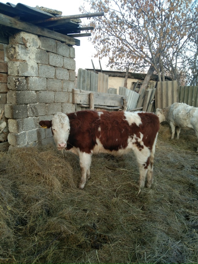 Продам двух подсосных телок, 50т.р голова, без торга, по ?...