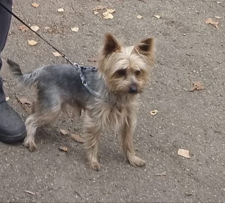 Пропал вчера днём в районе Борисоглебской слободы, взр...