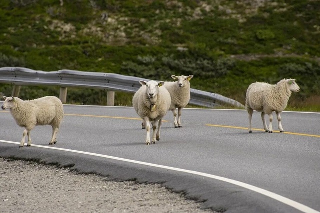 Только что на трассе недалеко от Острова в сторону Пск?...