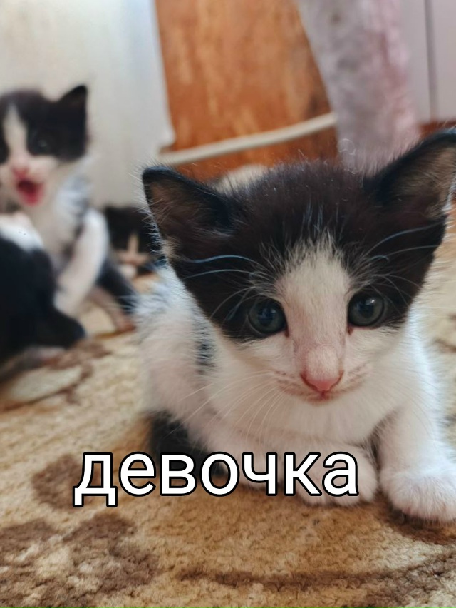 Маленькие пушистики ищут себе дом😻😻😻
Возраст 1 меся...