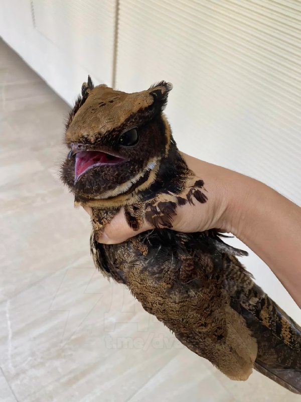 Это большой ушастый козодой — птица, которая больше всех остальных в мире похожа на дракона
Какой ж