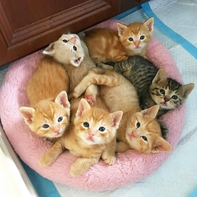 Анон.
Наша кошка дружила с котом он приходил часто ...