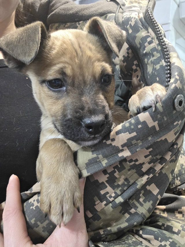 Малышка ищет дом.
На выходных малышей -5 щенков выброси?...