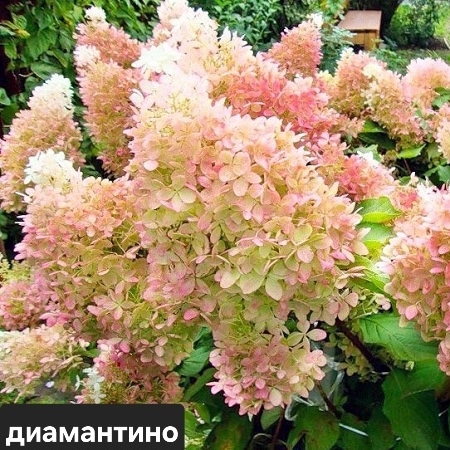 В наличии🌸
Фото саженцев по запросу🌸