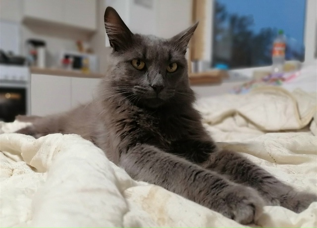 Продолжаем поиски нашего любимчика‼️Пропал кот, зову...