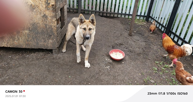 Отдам в добрые руки бесплатно, овчарка щенок 10 месяцев,...